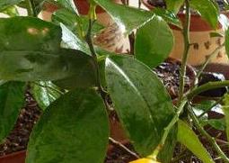 盆栽柠檬养殖方法及栽培注意事项有哪些 盆栽柠檬养殖方法及栽培注意事项