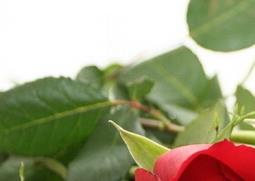 玫瑰花的种类及功效 玫瑰花的种类和功效