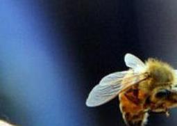 被蜜蜂蛰了怎么处理疼没看到蜂针 被蜜蜂蛰了怎么处理