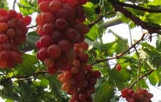 神园葡萄的功效与作用 葡萄有安神的功效吗