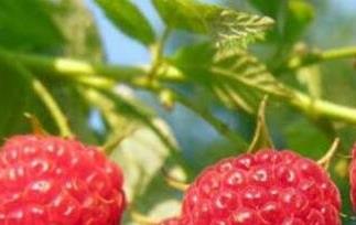 树莓的正确吃法怎么洗 树莓怎么洗干净