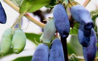 蓝靛果的营养价值与功效作用图片 蓝靛果的营养价值与功效作用