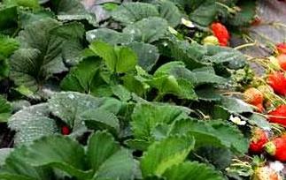 怎样种植草莓苗 怎样种植草莓苗视频教程