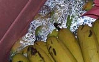 如何辨别催熟香蕉的真假 如何辨别催熟香蕉