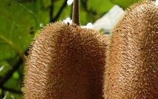 金魁猕猴桃的功效与作用禁忌 金魁猕猴桃的功效与作用