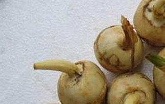 慈菇的功效与作用及食用方法 慈菇的功效与作用