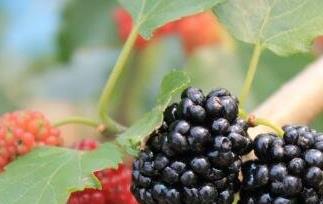 黑莓果的营养价值和功效 黑莓果的营养价值