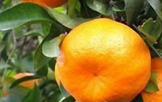 柑橘的营养成分表 柑橘的营养成分表图片