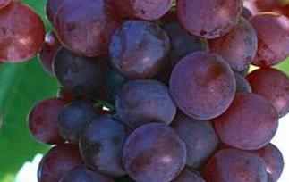经常吃葡萄的好处和坏处 经常吃葡萄的好处和坏处是什么