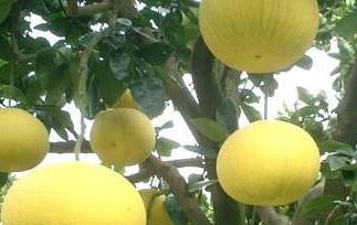 柚子根的功效与作用及食用方法 柚子根的功效与作用及食用方法禁忌