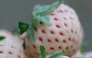 菠萝莓的好处和坏处 菠萝和草莓有什么好处