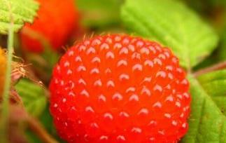 树莓怎样保存 树莓如何保鲜