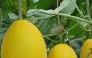 黄梨瓜的功效与营养价值 黄梨瓜的功效与营养价值与作用