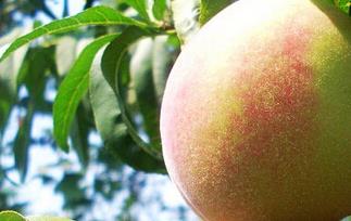 肥城桃的功效与作用 桃子作用与功效与作用