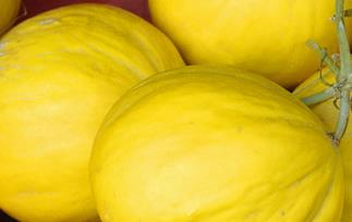 香瓜的功效与作用 香瓜的功效与作用禁忌的功效与作用