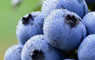 蓝莓能多吃吗（蓝莓能多吃吗吃了有什么副作用吗）
