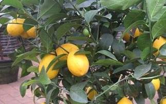柠檬树怎么养 柠檬树怎么养护