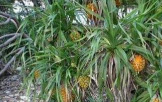 菠萝的根部药用价值和功效 假菠萝根的功效与作用