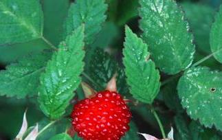野草莓能吃吗 野草莓能吃吗 没想到野草莓功效这么多