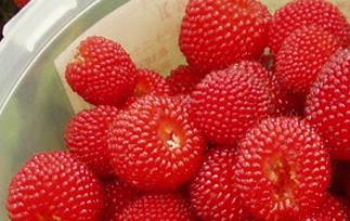 山莓与覆盆子的区别 山莓和覆盆子是一种东西吗