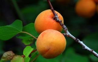 杏子的功效与作用,杏子的副作用 杏子的功效与作用