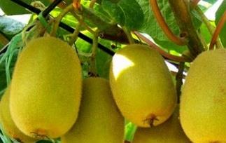 金桃猕猴桃的功效与作用 金桃猕猴桃的功效与作用禁忌