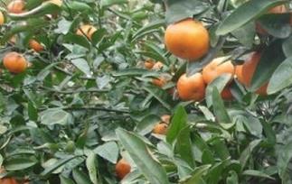 墨科特桔橙的功效与作用 西橙的功效与作用