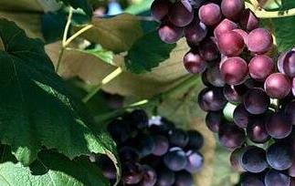 葡萄籽与车厘子的区别 葡萄籽与车厘子的区别是什么