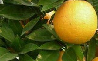 开县锦橙的功效与作用 青橙的功效