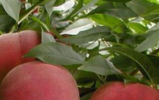 秋蜜桃的功效与作用 秋季水蜜桃的功效与作用