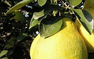 梅州沙田柚的功效与作用 沙田柚的功效与作用