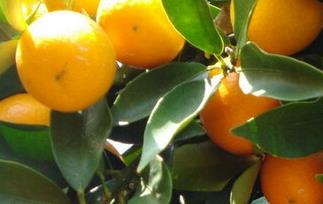 糖尿病可以吃柑橘吗（糖尿病可以吃柑橘吗?）