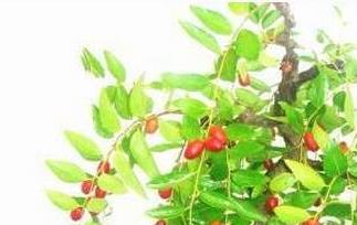 枣树的病虫害防治技术 枣树的养殖方法和病虫害防治