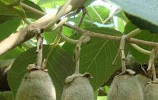 毛花猕猴桃的功效与作用 猕猴桃的毛有什么作用