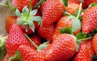 章姬和红颜草莓的区别（章姬和红颜草莓的区别图片）