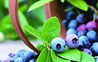 蓝莓的功效与作用 蓝莓的功效与作用及禁忌