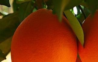 晚棱脐橙的功效与作用 肚脐橙的功效与作用
