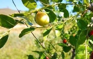 野枣树叶的功效与作用及禁忌 野枣树叶的功效与作用