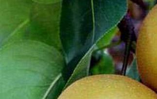 兰州冬果梨的功效与作用 兰州冬果梨汤的功效和作用