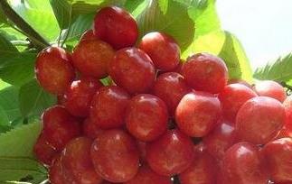 醋泡樱桃的功效与作用 樱桃的功效与作用