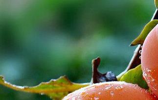 吃柿子的禁忌柿子的功效与作用 吃柿子的禁忌