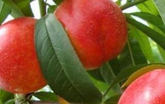 油桃的功效与作用吃法 油桃的功效与作用