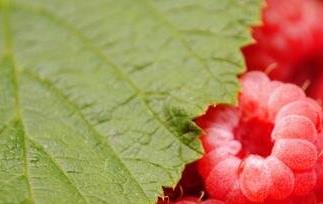 红树梅和覆盆子的区别是什么 红树梅和覆盆子的区别