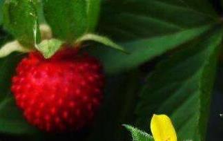 蛇莓的功效与作用及药用价值 蛇莓的功效与作用及药用价值是什么