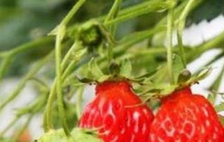 草莓如何保鲜 草莓如何保鲜不发烂