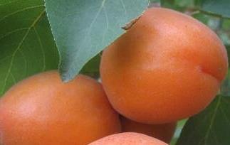 杏的营养价值与功效 杏的营养和功效