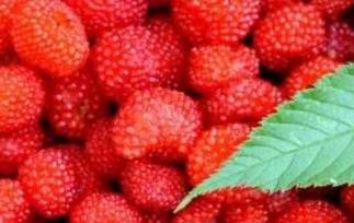 野草莓怎么吃 野草莓怎么吃法