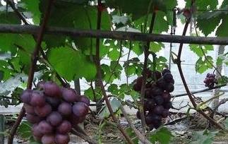 紫藤葡萄的养殖方法和病虫害防治 紫藤葡萄的养殖方法和病虫害防治方法