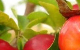 针叶樱桃的功效与作用 针叶樱桃的功效与作用及食用方法