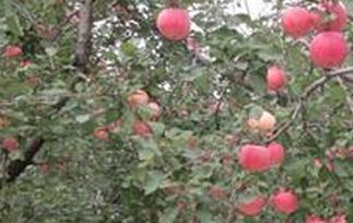 苹果树怎样施肥施什么肥? 苹果树怎样施肥